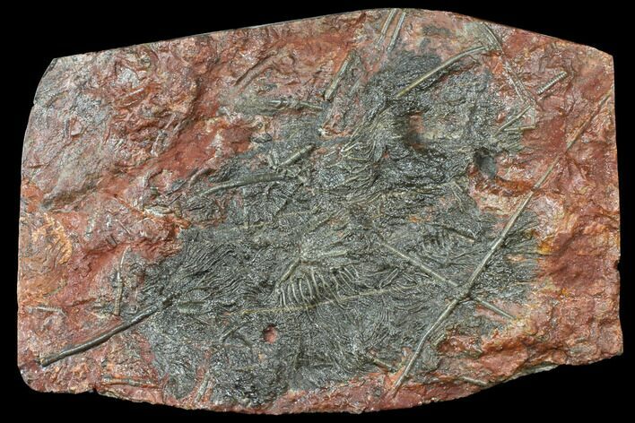 Silurian Fossil Crinoid (Scyphocrinites) Plate - Morocco #134251